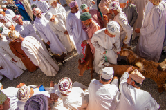 Oman_Nizwa_Ziegen_003
