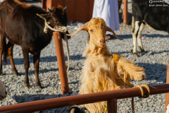 Oman_Nizwa_Ziegen_004