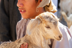 Oman_Nizwa_Ziegen_008