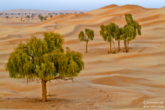Oman_RubAlKhali_008