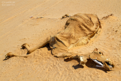 Oman_RubAlKhali_018