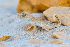 Oman_Ruways_009