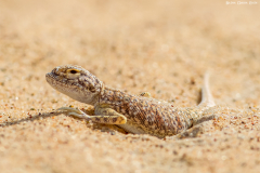 Oman_Ruways_010