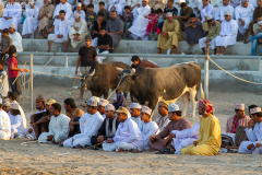 Oman_Barka_Stiere_001