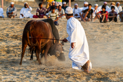 Oman_Barka_Stiere_002