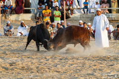 Oman_Barka_Stiere_003