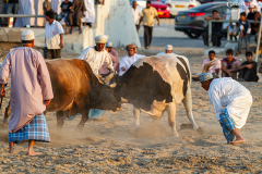 Oman_Barka_Stiere_004