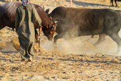Oman_Barka_Stiere_006