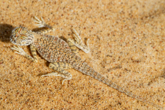 oman_082