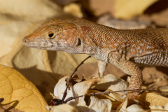 oman_126