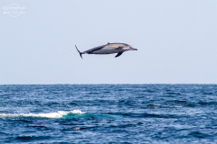 Oman_Muscat_014