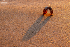 Oman_Musandam_004