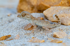 Oman_Ruways_012