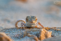 Oman_Ruways_013