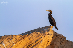 Oman_Ruways_015