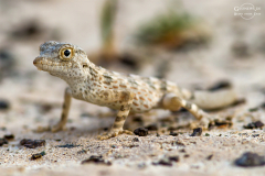 Oman_Ruways_016