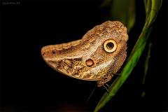 peru_098