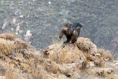 Peru-Colca_004