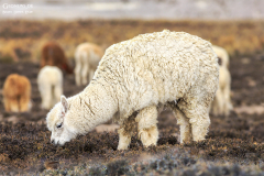 Peru-Colca_005