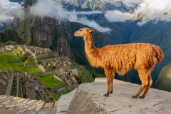 Peru-Machu-Picchu_009
