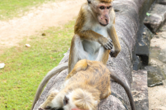 Sri-Lanka-Polonnaruwa_008