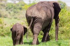 TAN_Ngorongoro_004