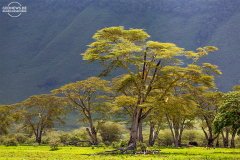 TAN_Ngorongoro_005