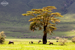 TAN_Ngorongoro_006