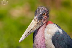 TAN_Ngorongoro_007