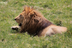 TAN_Ngorongoro_008