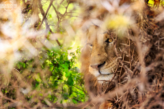 TAN_Ngorongoro_009