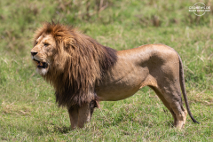 TAN_Ngorongoro_010