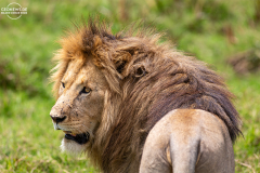 TAN_Ngorongoro_011