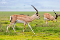 TAN_Ngorongoro_012