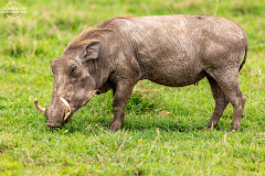 TAN_Ngorongoro_013