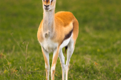 TAN_Ngorongoro_014