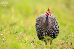 TAN_Ngorongoro_015