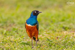 TAN_Ngorongoro_016