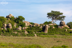 TAN_Serengeti_001