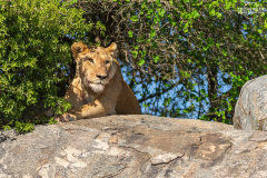 TAN_Serengeti_002