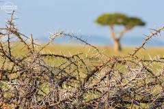 TAN_Serengeti_003
