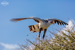 TAN_Serengeti_004