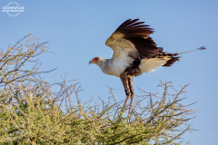 TAN_Serengeti_005