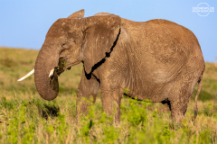 TAN_Serengeti_006