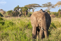 TAN_Serengeti_007