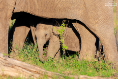 TAN_Serengeti_008