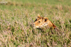 TAN_Serengeti_009