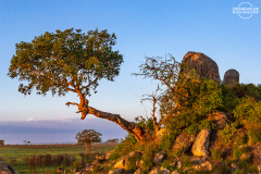 TAN_Serengeti_011