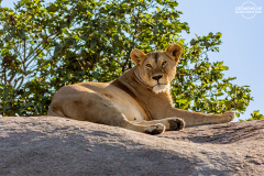 TAN_Serengeti_013
