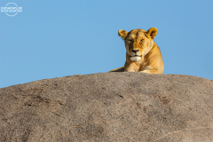 TAN_Serengeti_014